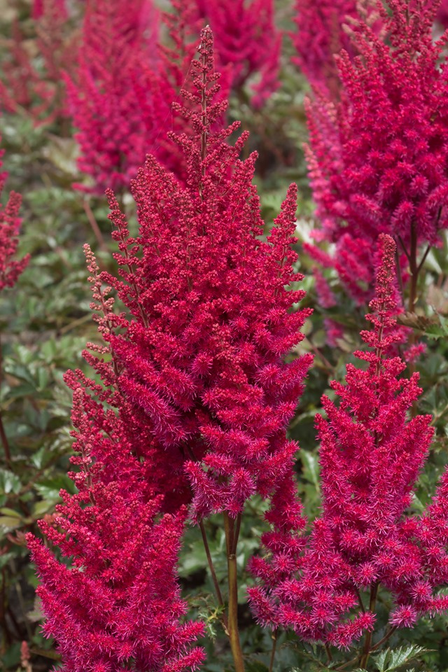 Astilbe - chinensis Lowlands Ruby Red
